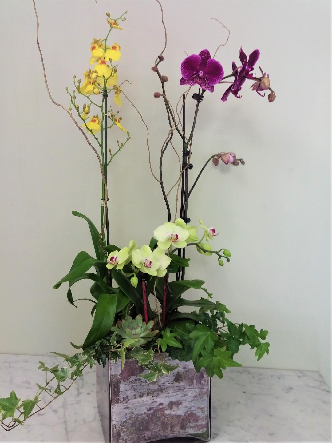 Lovely Orchid Garden (image for) Lovely Orchid Garden